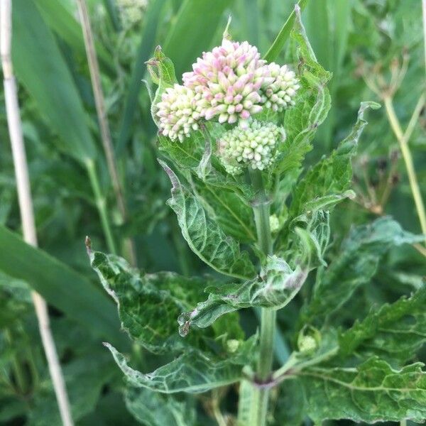 Eupatorium cannabinum Flower