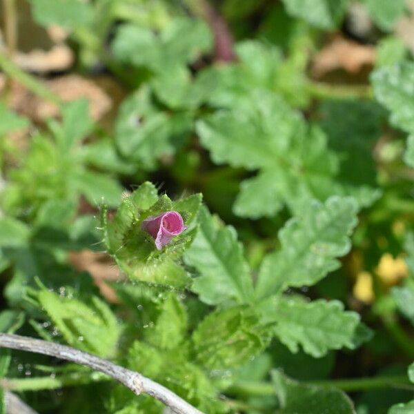 Malva setigera Blüte