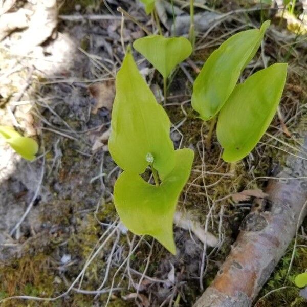 Maianthemum trifolium (Threeleaf false lily of the valley)