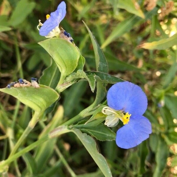 Commelina erecta Blodyn