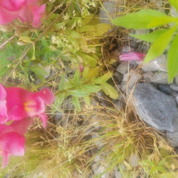 Antirrhinum australe Leaf