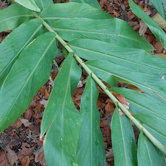 Hedychium coronarium Leaf