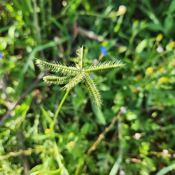 Dactyloctenium aegyptium Blomst