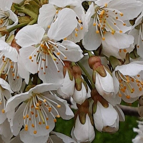 Prunus cerasus Květ