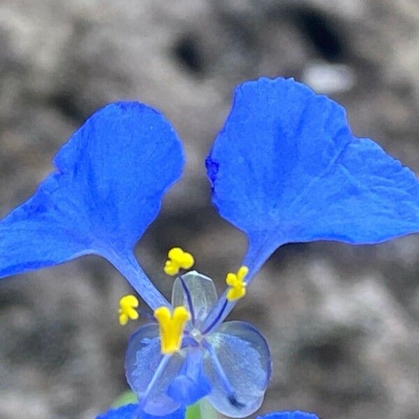 Commelina benghalensis Květ