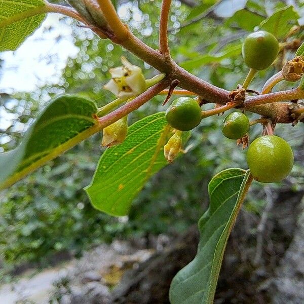 Frangula alnus Fruit