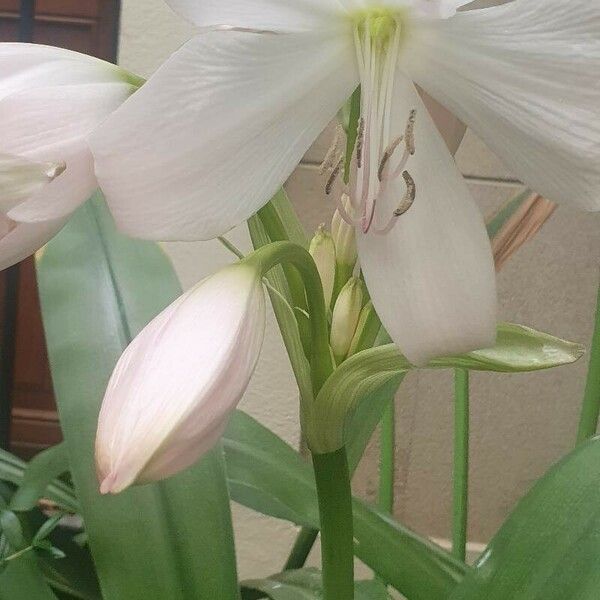 Crinum moorei Lorea