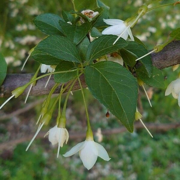 Styrax japonicus Leaf