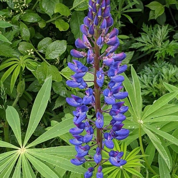 Lupinus polyphyllus Blomst