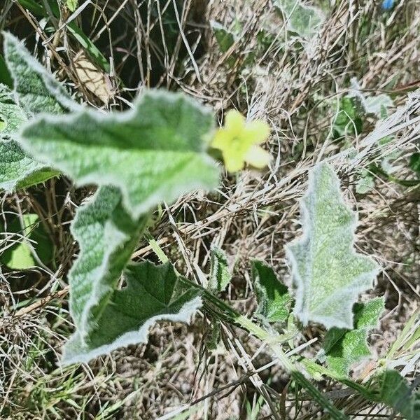 Cucumis prophetarum Flower