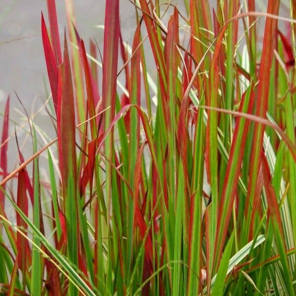 Imperata cylindrica Habit