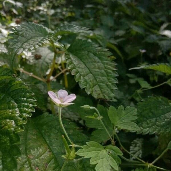 Geranium sibiricum Květ