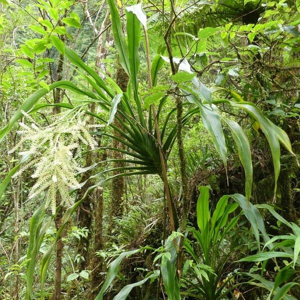 Cordyline mauritiana Habitatea