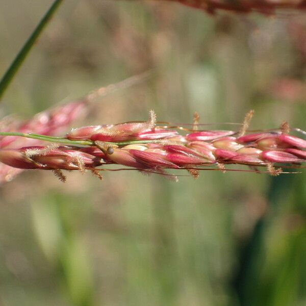 Sorghum halepense Flower