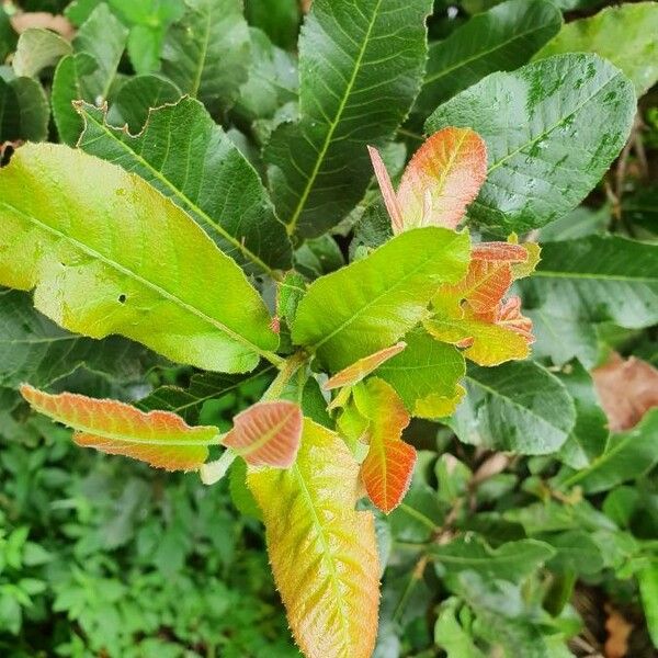 Pappea capensis برگ