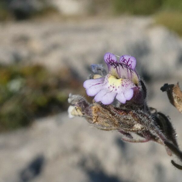 Chaenorhinum origanifolium Flower