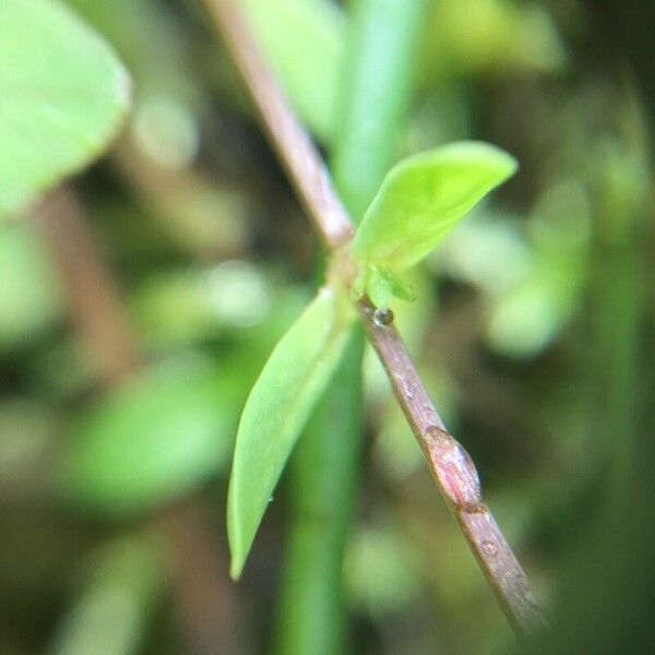 Stellaria alsine Лист