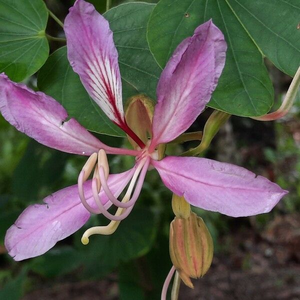 Bauhinia purpurea Blomst