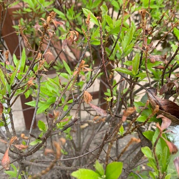 Spiraea thunbergii Leaf