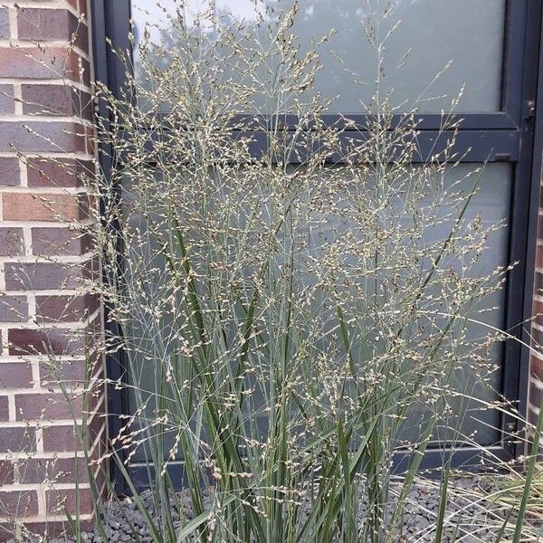 Panicum virgatum Bloem