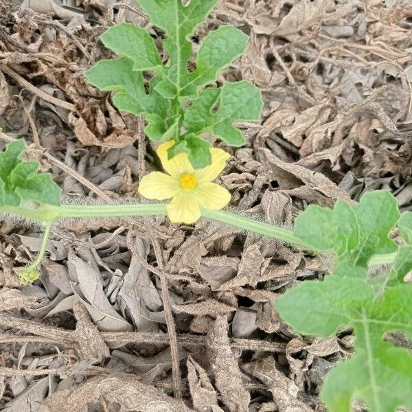 Citrullus lanatus Feuille