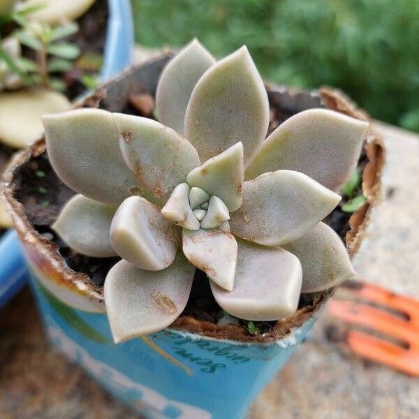 Graptopetalum paraguayense Ліст