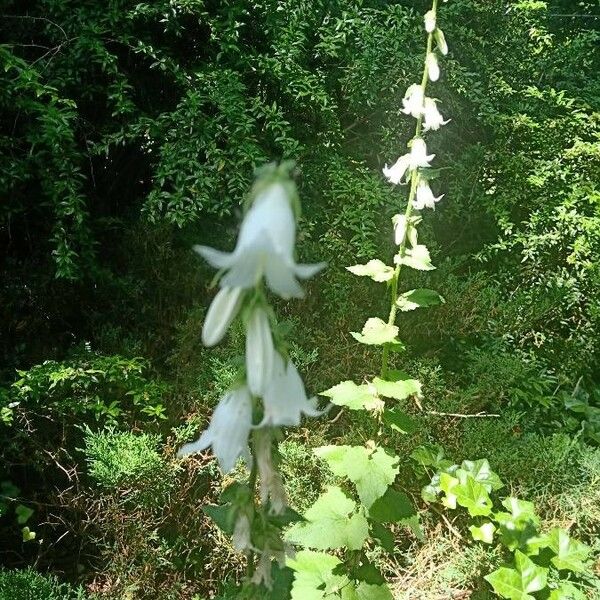 Campanula alliariifolia Flor