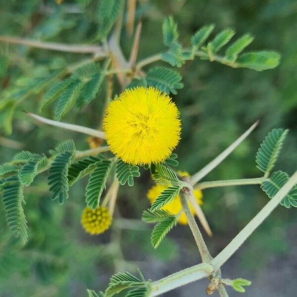 Vachellia nilotica Õis