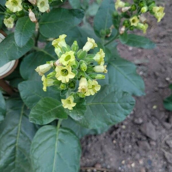 Nicotiana rustica Кветка