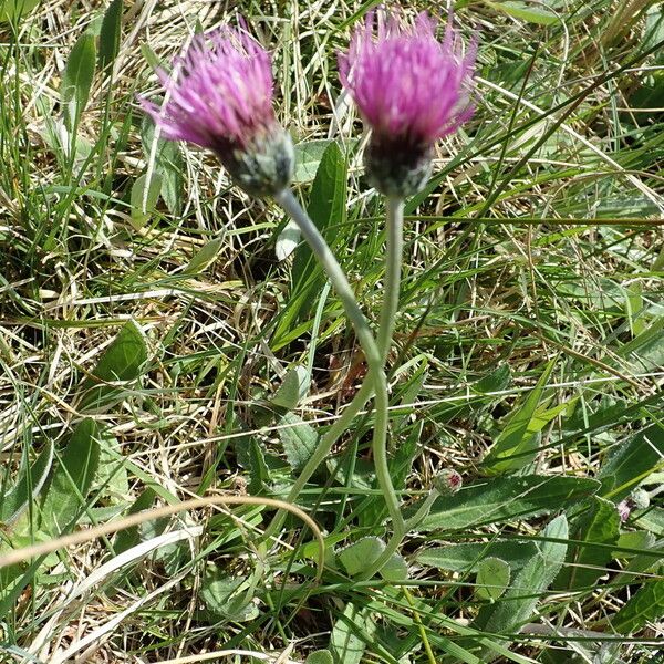 Cirsium dissectum ᱵᱟᱦᱟ