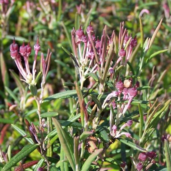 Andromeda polifolia Vrucht