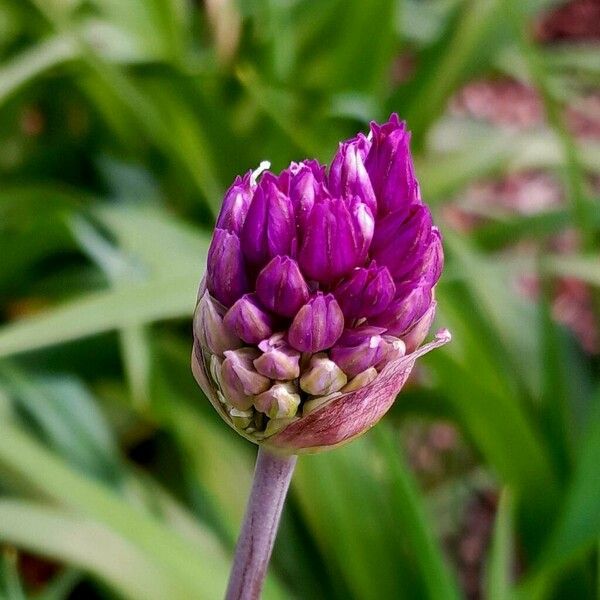 Allium giganteum Кветка