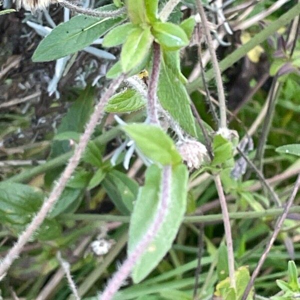 Knautia macedonica Blad