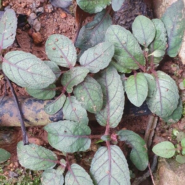 Strobilanthes reptans Hoja