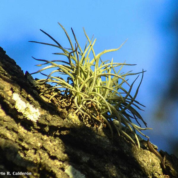 Tillandsia recurvata पत्ता