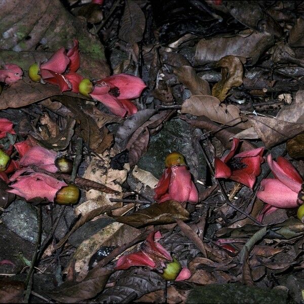 Bombax ceiba Flower