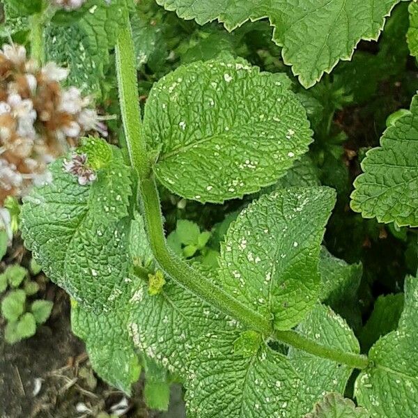 Mentha × rotundifolia Blad