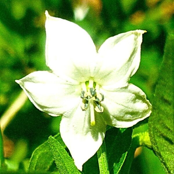 Capsicum annuum Λουλούδι