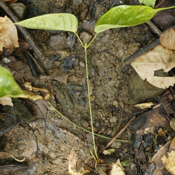 Spatholobus maingayi Leaf