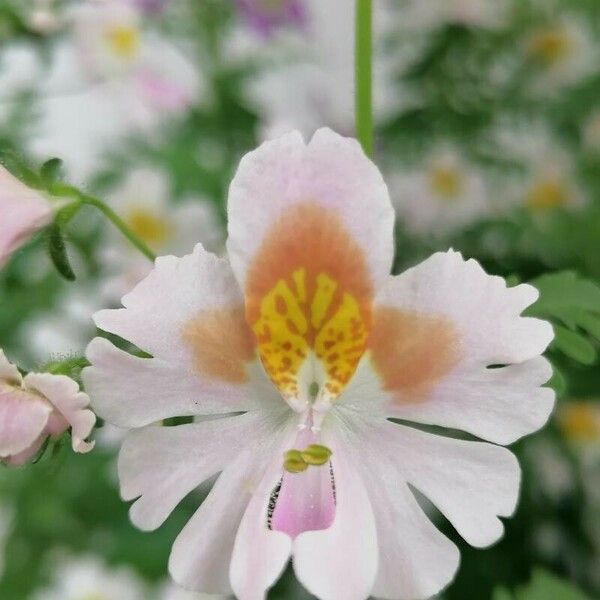 Schizanthus pinnatus Цвят