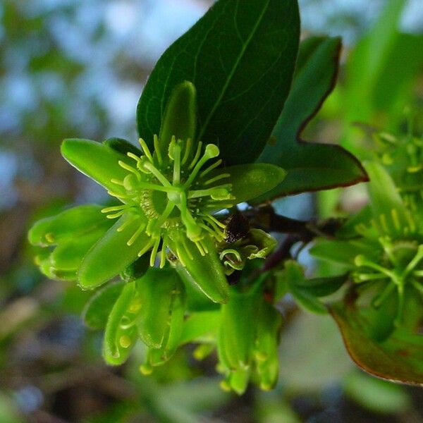 Passiflora suberosa Virág