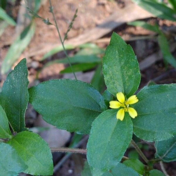 Synedrella nodiflora Flower