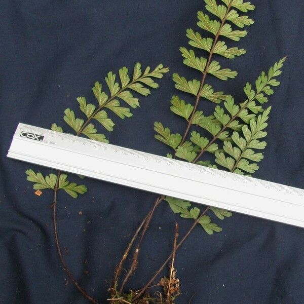 Asplenium praemorsum Annet