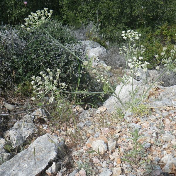 Zosima absinthiifolia عادت