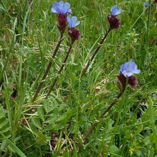 Dracocephalum ruyschiana फूल