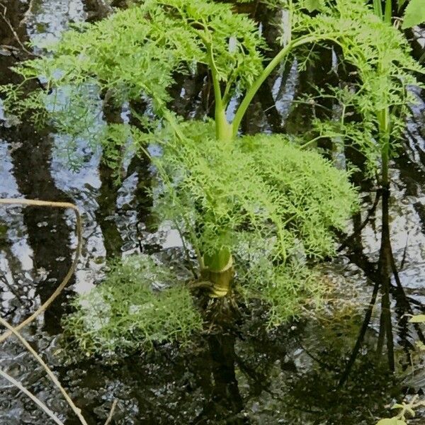 Oenanthe aquatica পাতা