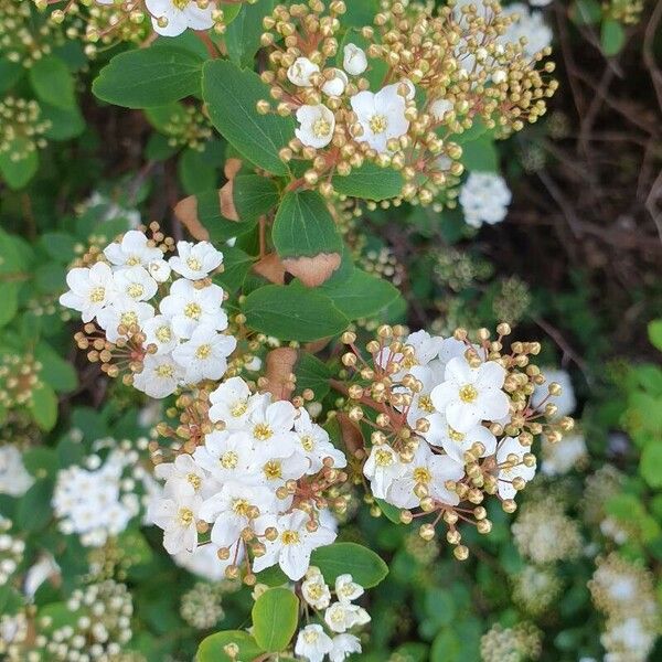 Spiraea trilobata Kwiat