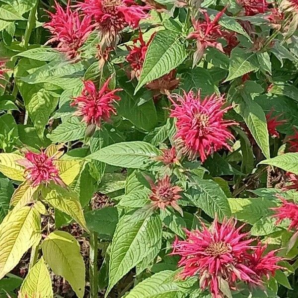 Monarda didyma Flower