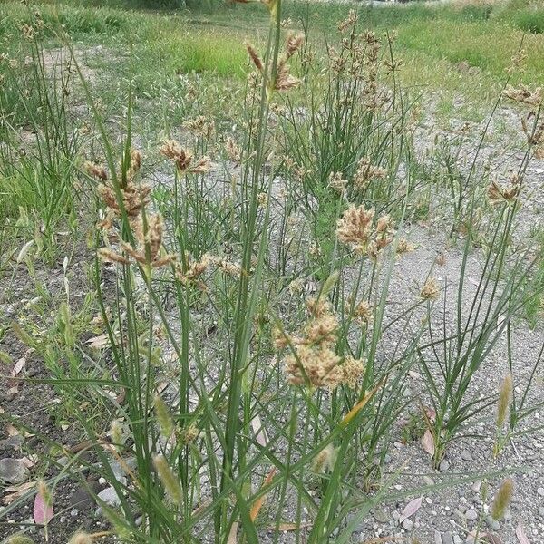 Bolboschoenus glaucus Blomma