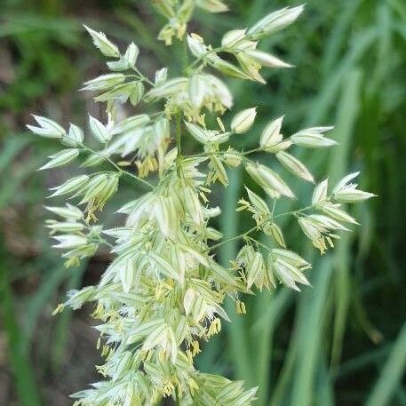 Holcus lanatus Flower